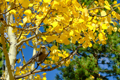 a gray jay bird perches on a branch of a brightly colored aspen tree in with changing leaves in fall in Nederland Colorado
