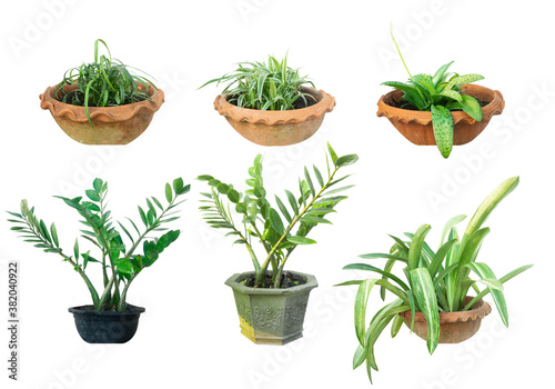 Big set green tree and flowers in pots decoration isolated on white background with copy space and clipping path.