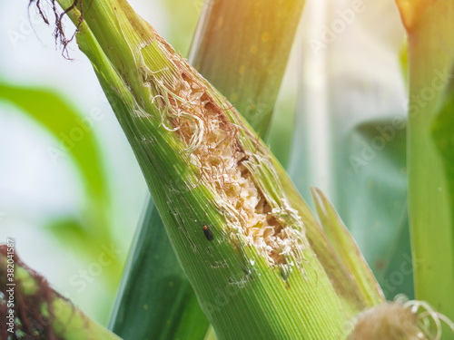 Bild auf Leinwand Close up corn that was eaten by birds or mice, destroying them,corn earworm,Corn