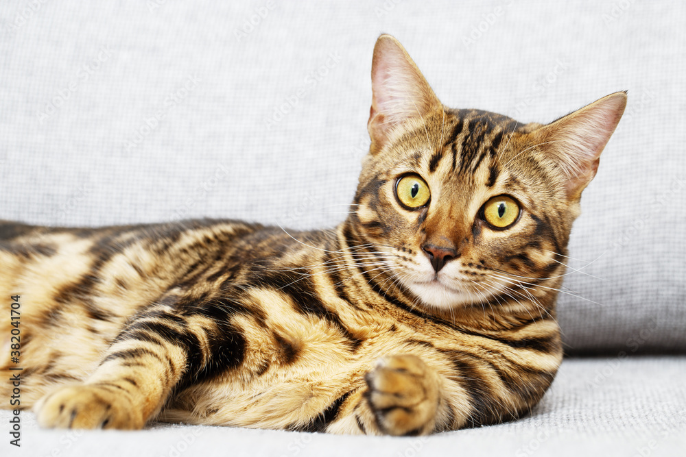 Beautiful short-haired young cat lying on bed at home, bengal cat pet looking at camera.