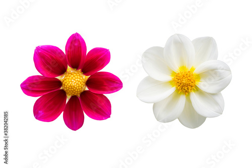 White and red chrysanthemum isolated on white background