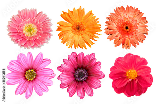 collection pink and orange flower isolated on white background