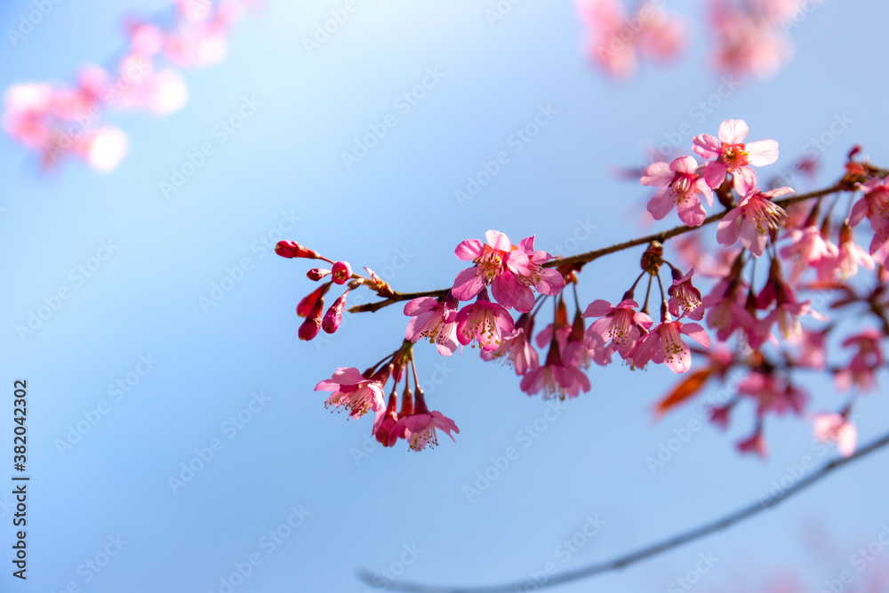 Beautiful cherry flowers bloom( Mai Anh Dao in Vietnamese) in tea hill in Sapa, Vietnam Beautiful cherry flowers bloom( Mai Anh Dao in Vietnamese) in tea hill in Sapa, Vietnam