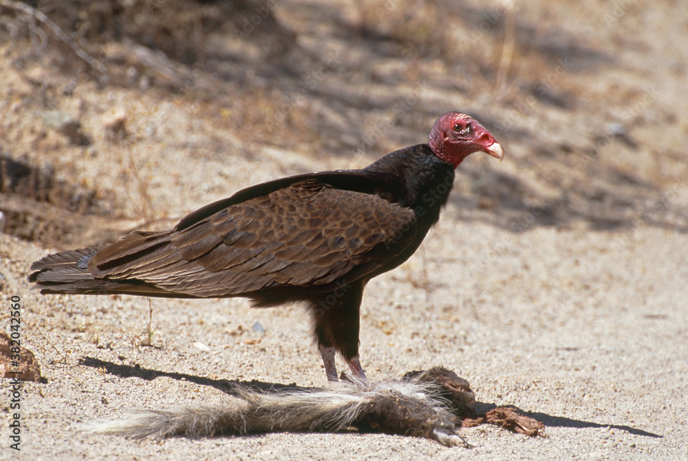 Turkey Vulture (Cathartes aura) with skunk roadkill Turkey Vulture (Cathartes aura) with skunk roadkill