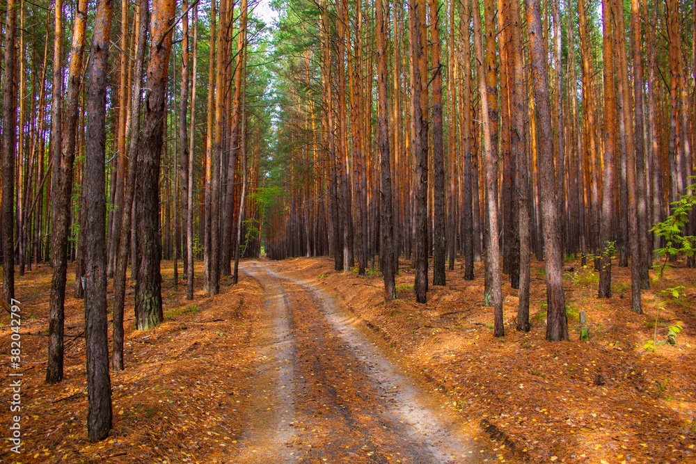 Obraz premium A sandy road leads through a pine forest. Fallen yellow foliage lies on the ground