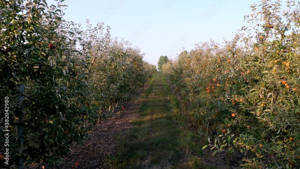 apple orchard. harvest of apples. rows of apple trees with many ripe fruits, apples on them, in the farm garden. autumn, at sunset. Agriculture. apple orchard. harvest of apples. rows of apple trees with many ripe fruits, apples on them, in the farm garden. autumn, at sunset. Agriculture.