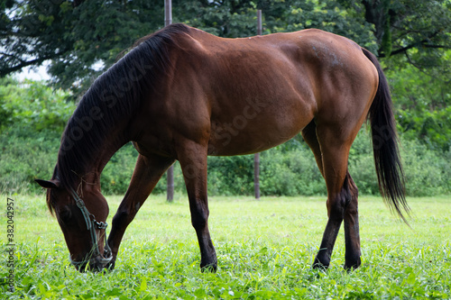 Adult Brown Horse Grazing in Field - Pampanga, Philippines
