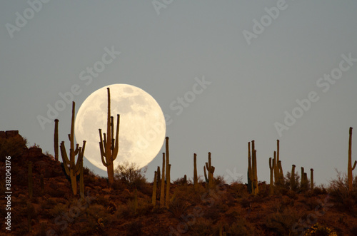 Foto Full moon rising over saguaro cacti in the sonoran desert