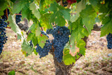 campo con viñas de uva tinta antes de la vendimia