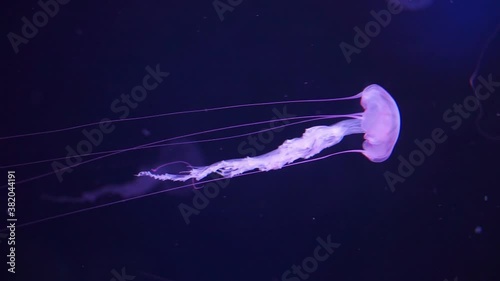 A big majestic jellyfish purple and pink swimming in the dark water