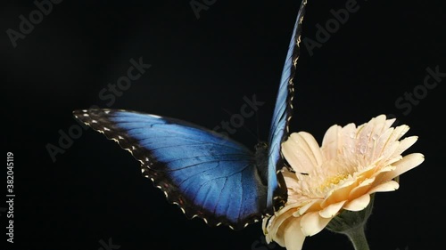 Macro beautiful blue morpho butterfly on pink daisy flower on black background photo