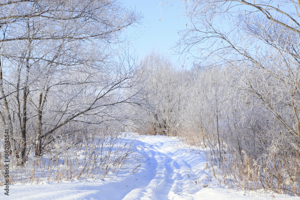 Obraz premium 霧氷の着いた木々