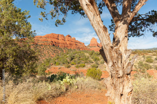 Large red rock outcrop outside Sedona view beyond gnarly tree