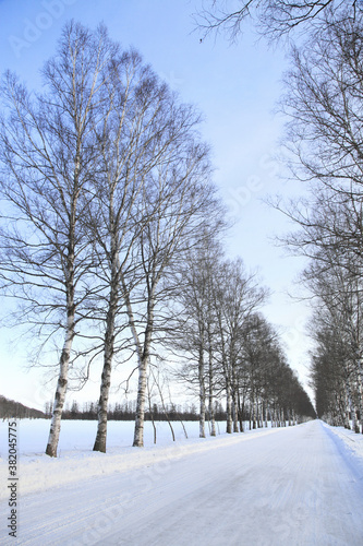 冬の並木道 © Paylessimages