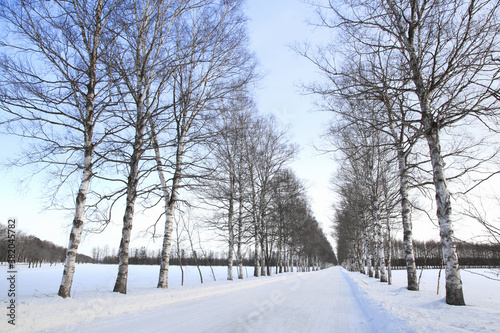 冬の並木道 © Paylessimages