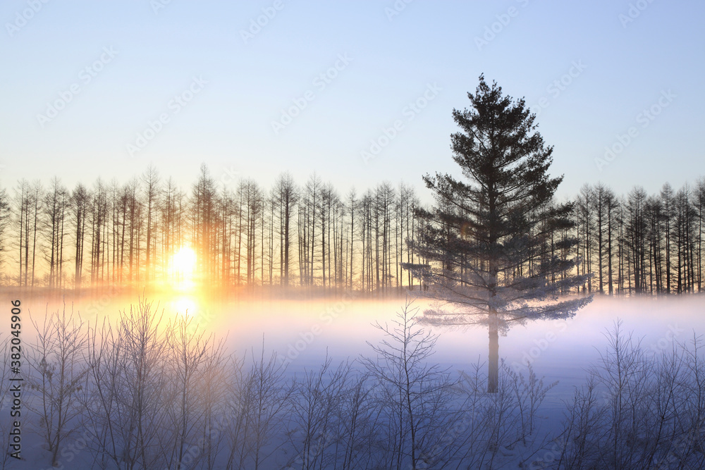 Obraz premium 雪原の朝日