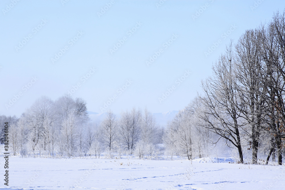 雪原の木々 雪原の木々
