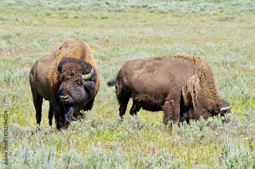 Bison Bulls Grazing 