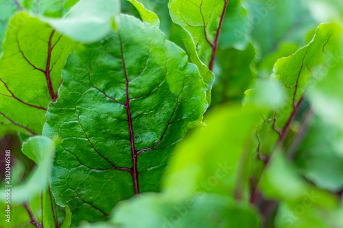 green beet leaves with burgundy veins Green salad. Soft focus. Concept healthy eating