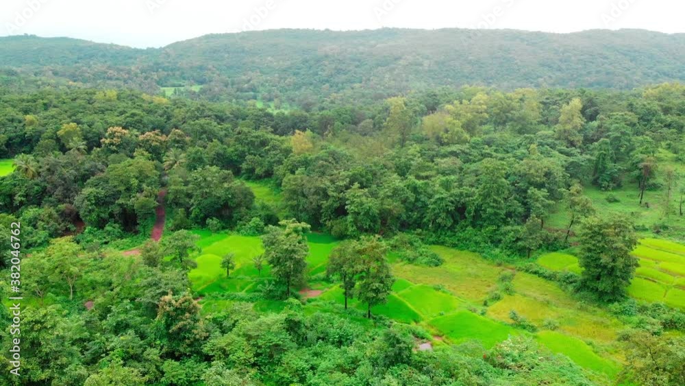 indian maharashtra rice field in green mountains droen shot top view. indian maharashtra rice field in green mountains droen shot top view.