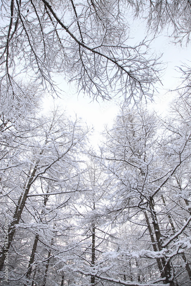 冠雪した木々