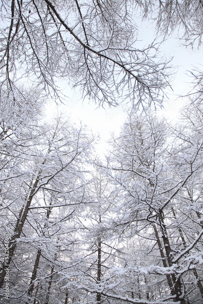 冠雪した木々 冠雪した木々