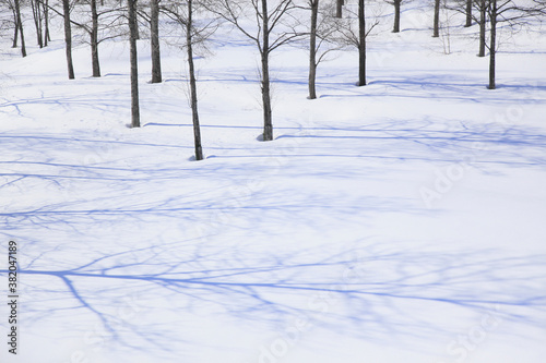 雪原の木々 © Paylessimages