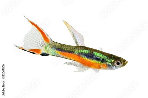 Endler Guppy Poecilia wingei tiny colorful tropical aquarium fish 