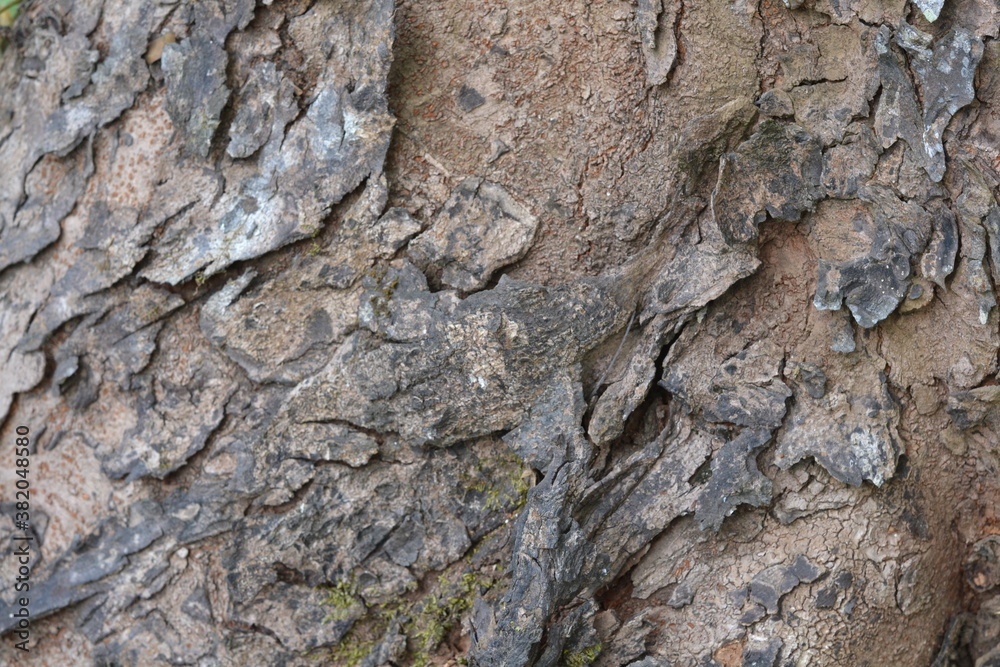 bark of a tree bark of a tree