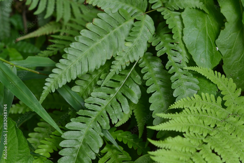 fern leaves in the forest fern leaves in the forest