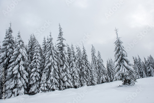 Winter wonderland forest