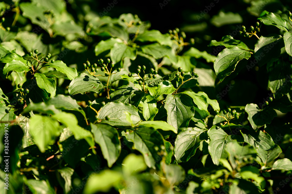 Cornus sanguinea - green berries among the leaves. Cornus sanguinea - green berries among the leaves.