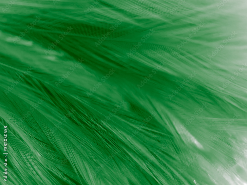 Beautiful abstract white and green feathers on dark background and soft white feather texture on white pattern and green background, feather background , green banners Beautiful abstract white and green feathers on dark background and soft white feather texture on white pattern and green background, feather background , green banners