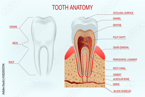 Healthy white tooth detailed anatomy. Dental concept. Education poster template, medical anatomy infographics.