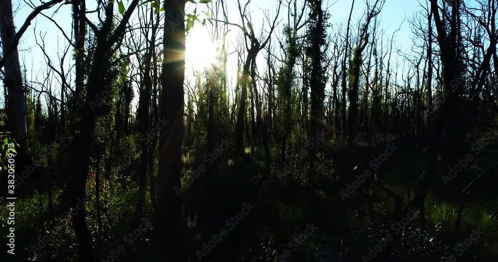 Sun peaking through forest in aftermath of Australian bushfire, sliding aerial Sun peaking through forest in aftermath of Australian bushfire, sliding aerial