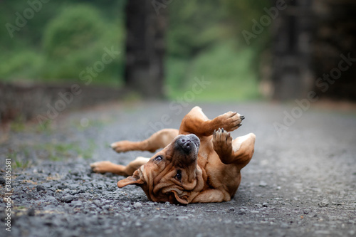 funny red dog lying on his back. Shar Pei mix plays in nature