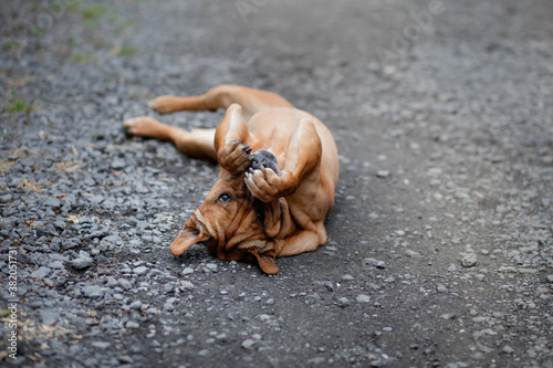 Fototapeta Naklejka Na Ścianę i Meble -  funny red dog lying on his back. Shar Pei mix plays in nature