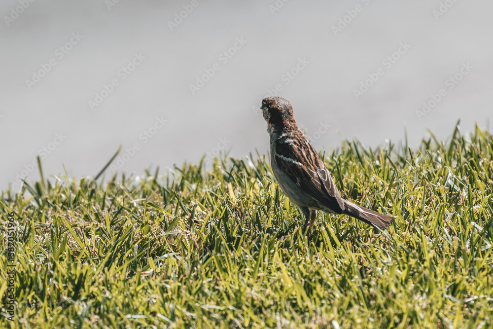 Small bird Small bird