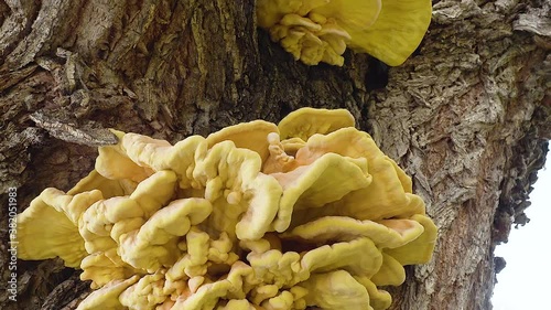 Mushroom toaster edible yellow. Laetiporus sulphureus. Chicken mushroom photo