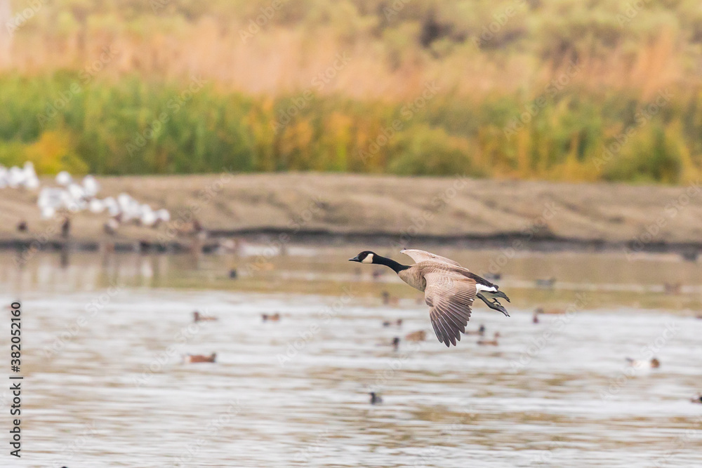 Canada Goose Lines Up for a Water Landing at McNary NWR