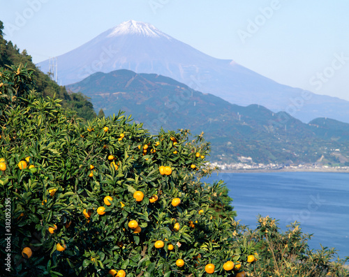 富士山とミカン