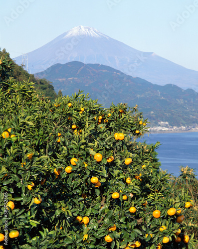 富士山とミカン