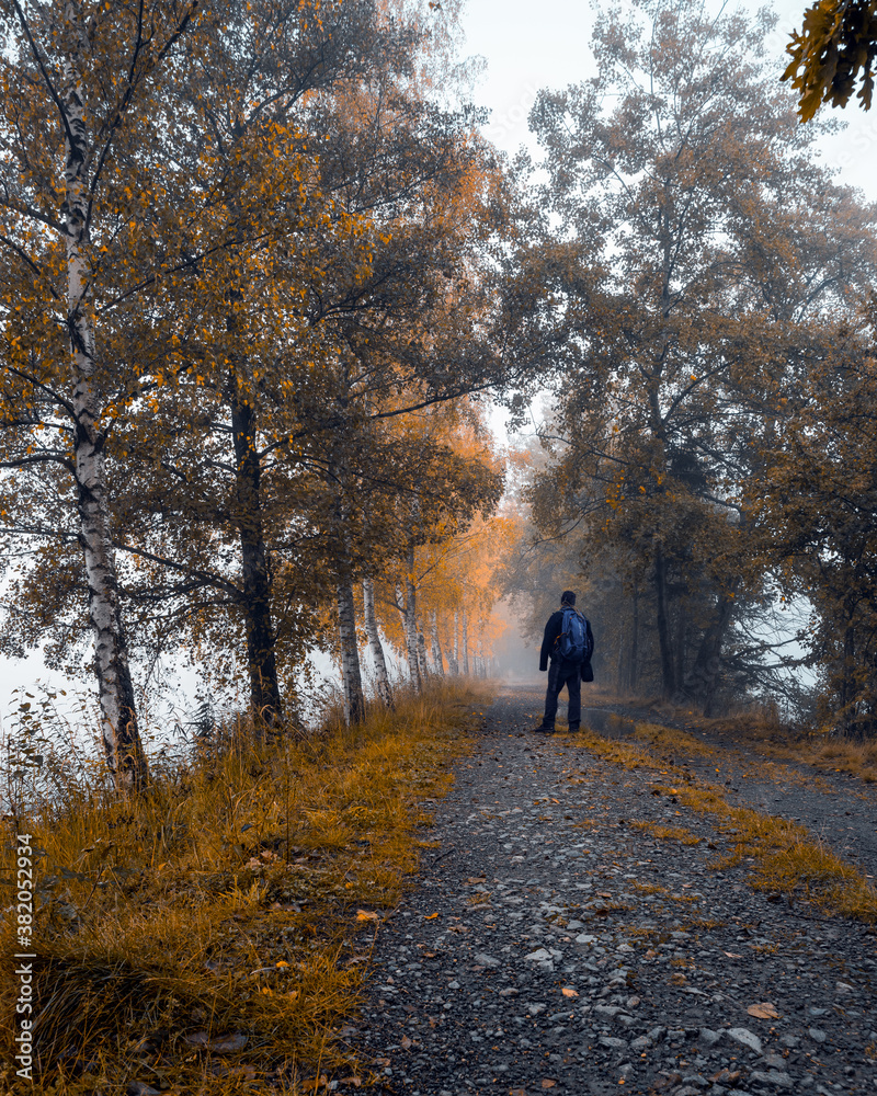 Fototapeta premium walk in the park