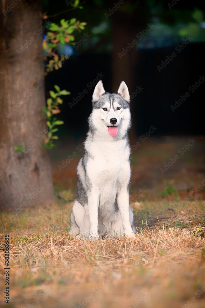 A young Siberian Husky female is sitting at the park. She has amber eyes and blue & white fur; the sun shines on her. Dried grass is around the dog, and a big tree trunk is in the background.