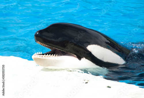 Killer whale with its mouth open showing sharp teeth with blue water background