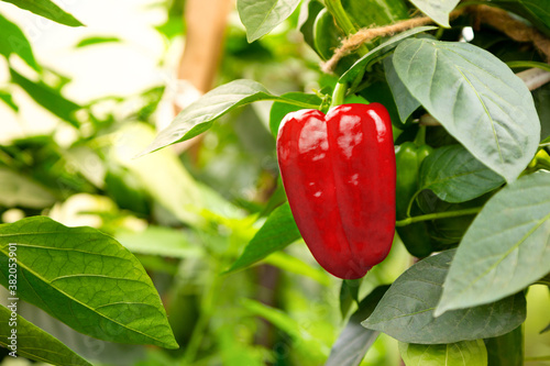 Ripe red bell pepper grown on a bush