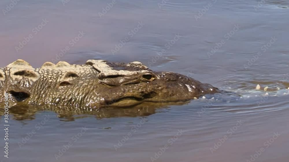 Large crocodile with a broken upper jaw resting in the waters of the Tarcoles River, Costa RIca Large crocodile with a broken upper jaw resting in the waters of the Tarcoles River, Costa RIca