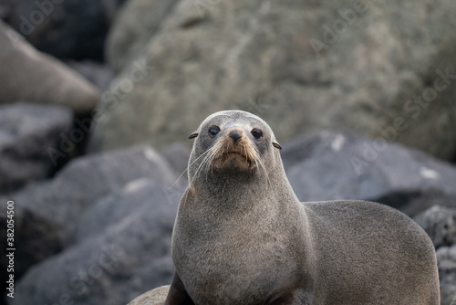 Close up of a New Zealand fur seal on the rocks in Cape Palliser in the Wairarapa