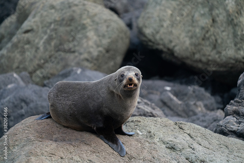 A New Zealand fur seal on the rocks in Cape Palliser in the Wairarapa