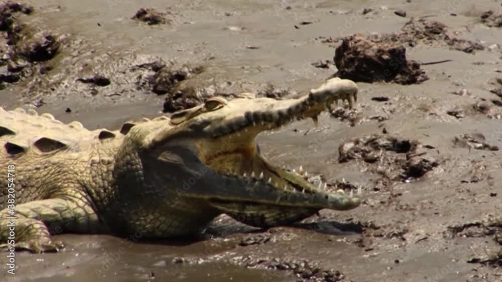 Crocodile resting in the sun with mouth open. Crocodile resting in the sun with mouth open.